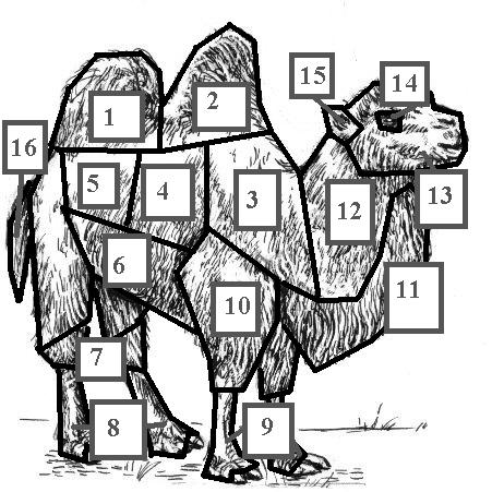 Camel (PSF).jpg