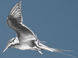 Silverbird.jpg