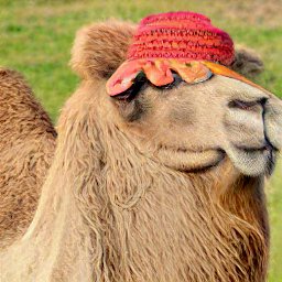 Datei:Camel with cap.jpeg