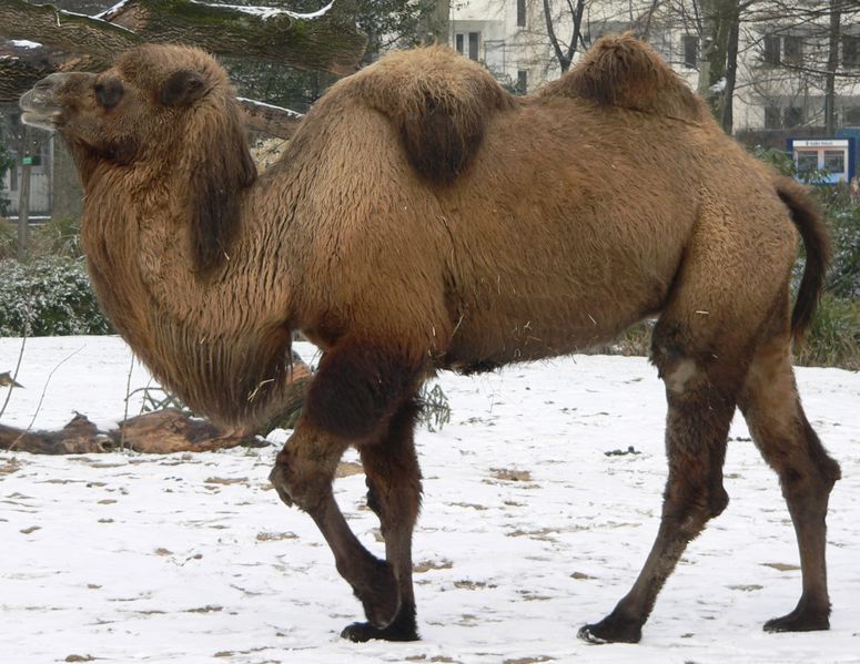 Kamel im Winter.jpg