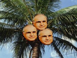 Datei:401px-Manila dwarf coconut palm.jpg