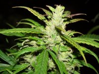 Datei:200px-Cannabis sativa-harzdruesen.jpg